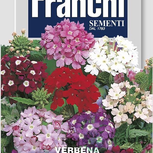 Verbena -železník – GRANDIFLORA MIX