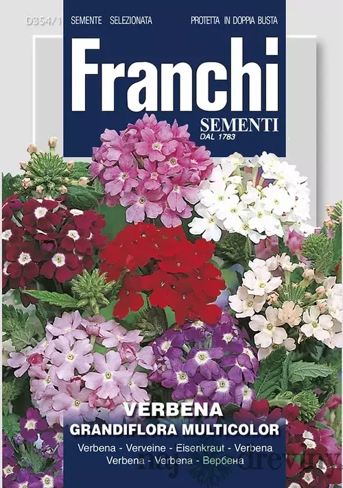 Verbena -železník – GRANDIFLORA MIX