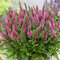 Veronika -morský vánok BUBBLEGUM CANDLES 20/40 cm v črepníku 2l Veronica spicata BUBBLEGUM CANDLES ‘Verspi‘ PBR