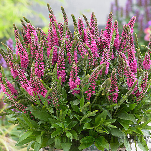 Veronika -morský vánok BUBBLEGUM CANDLES 20/40 cm v črepníku 2l Veronica spicata BUBBLEGUM CANDLES ‘Verspi‘ PBR