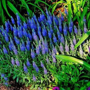 Veronika -morský vánok Nana Blauteppich ,20/40 cm v črepníku 2l Veronica spicata ‘Nana Blauteppich‘