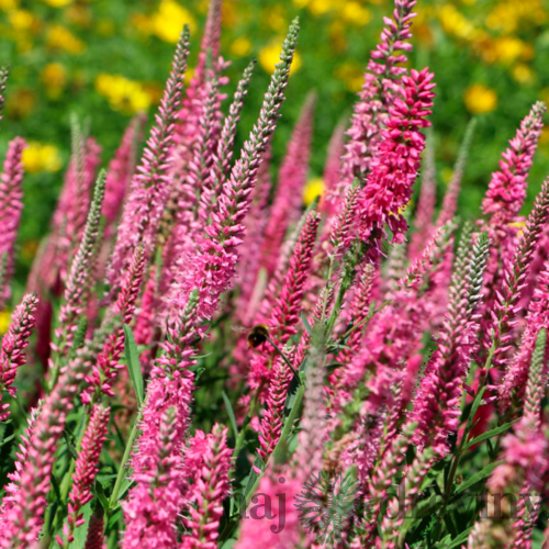 Veronika -morský vánok Rosa Zwerg 20/40 cm v črepníku 2l Veronica spicata ‘Rosa Zwerg‘