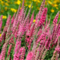 Veronika -morský vánok Rosa Zwerg 20/40 cm v črepníku 2l Veronica spicata ‘Rosa Zwerg‘
