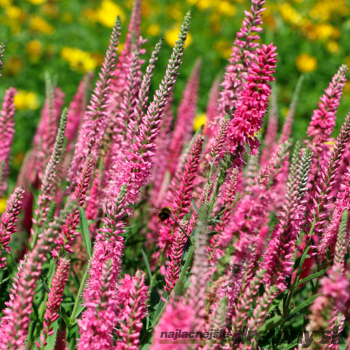 Veronika -morský vánok Rosa Zwerg 20/40 cm v črepníku 2l Veronica spicata ‘Rosa Zwerg‘