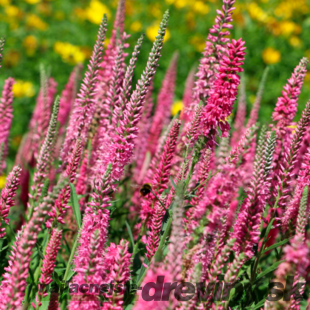 Veronika -morský vánok Rosa Zwerg 20/40 cm v črepníku 2l Veronica spicata ‘Rosa Zwerg‘