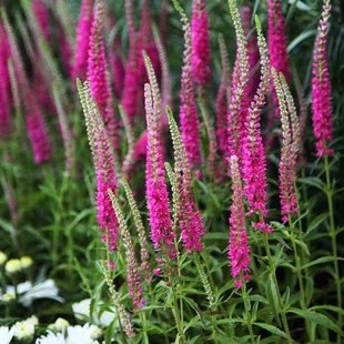 Veronika morský vánok ‘Rotfuchs‘, výška 10/15 cm, v črepníku P9 Veronica spicata ‘Rotfuchs‘