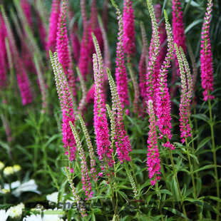 Veronika morský vánok ‘Rotfuchs‘, výška 10/15 cm, v črepníku P9 Veronica spicata ‘Rotfuchs‘