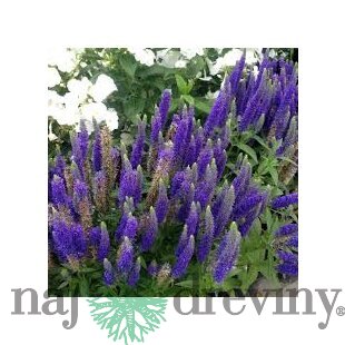 Veronika -morský vánok ROYAL CANDLES Glory ,20/40 cm v črepníku 2l Veronica spicata ROYAL CANDLES ‘Glory‘ PBR