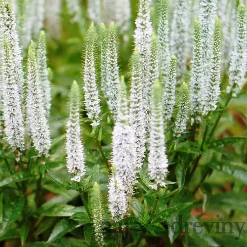 Veronika -morský vánok SNOW CANDLES 20/40 cm v črepníku 2l Veronica spicata SNOW CANDLES