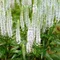 Veronika -morský vánok SNOW CANDLES 20/40 cm v črepníku 2l Veronica spicata SNOW CANDLES