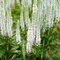 Veronika -morský vánok SNOW CANDLES 20/40 cm v črepníku 2l Veronica spicata SNOW CANDLES ‘Joca128‘
