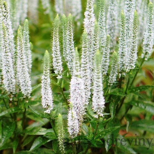 Veronika -morský vánok SNOW CANDLES 20/40 cm v črepníku 2l Veronica spicata SNOW CANDLES ‘Joca128‘