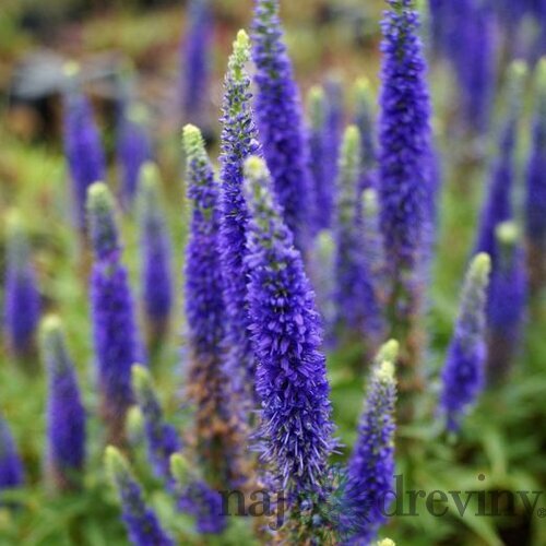 Veronika -morský vánok Ulster Dwarf Blue ,20/40 cm v črepníku 2l Veronica spicata ‘Ulster Dwarf Blue‘