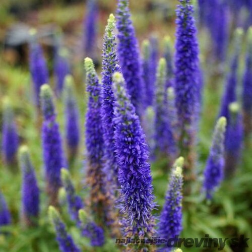 Veronika -morský vánok Ulster Dwarf Blue ,20/40 cm v črepníku 2l Veronica spicata ‘Ulster Dwarf Blue‘