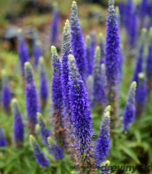 Veronika -morský vánok Ulster Dwarf Blue ,20/40 cm v črepníku 2l Veronica spicata ‘Ulster Dwarf Blue‘