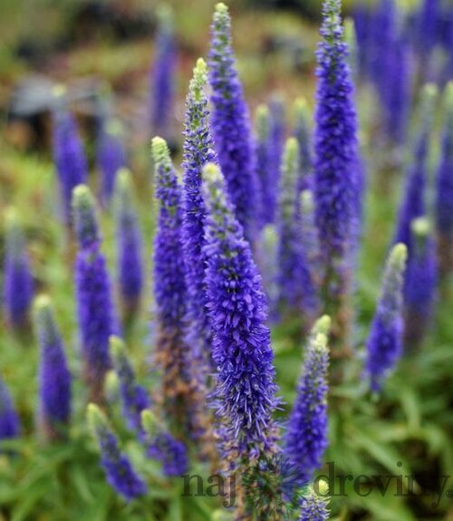 Veronika -morský vánok Ulster Dwarf Blue ,20/40 cm v črepníku 2l Veronica spicata ‘Ulster Dwarf Blue‘