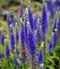 Veronika -morský vánok Ulster Dwarf Blue ,20/40 cm v črepníku 2l Veronica spicata ‘Ulster Dwarf Blue‘