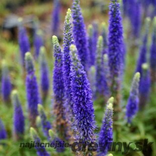 Veronika -morský vánok Ulster Dwarf Blue ,20/40 cm v črepníku 2l Veronica spicata ‘Ulster Dwarf Blue‘