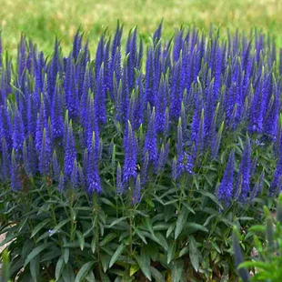Veronika - morský vánok, v črepníku Veronica spicata