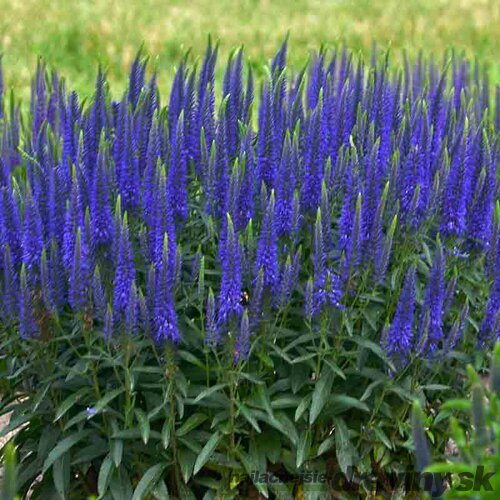 Veronika - morský vánok, v črepníku Veronica spicata