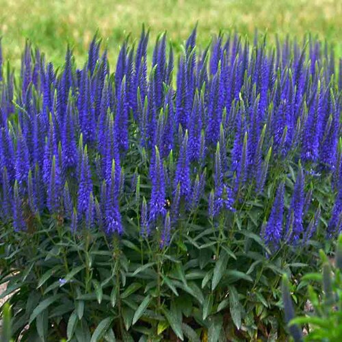 Veronika - morský vánok, v črepníku Veronica spicata