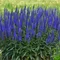 Veronika - morský vánok, v črepníku Veronica spicata
