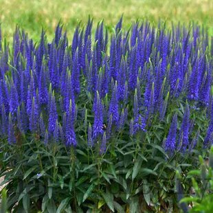 Veronika - morský vánok, v črepníku Veronica spicata