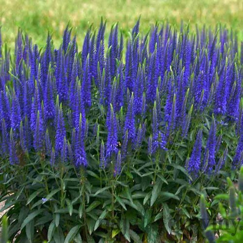 Veronika - morský vánok, v črepníku Veronica spicata
