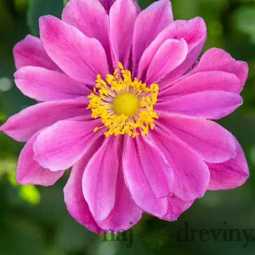 Veternica hupehenská “Little Summer Sweet” v črepníku 2L výška 20/50 cm Anemone hupehensis Little Summer SWEET