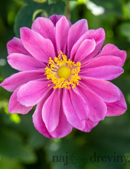 Veternica hupehenská “Little Summer Sweet” v črepníku 2L výška 20/50 cm Anemone hupehensis Little Summer SWEET