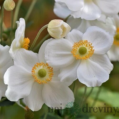 Veternica hupehenská PRETY LADY MARIA, výška 20/50cm, v črepníku Anemone hupehensis PRETTY LADY MARIA ´Aneplaria´