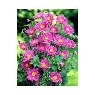 Veternica hybridná ‘Pamina‘, výška 10/15 cm, v črepníku Anemone hyb. ‘Pamina‘