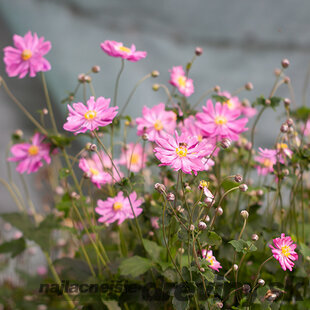 Veternica japonská Prinz Heinrich, výška 10/15 cm, v črepníku P9 Anemone japonica Prinz Heinrich