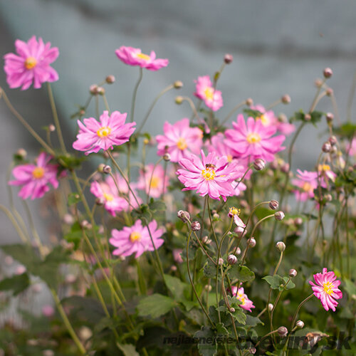Veternica japonská Prinz Heinrich, výška 10/15 cm, v črepníku P9 Anemone japonica Prinz Heinrich