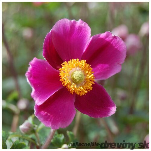 Veternica Spendens, výška 10/15 cm, v črepníku P9 Anemone Hupehensis Jap. ´Splendens