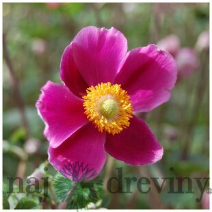 Veternica Spendens, výška 10/15 cm, v črepníku P9 Anemone Hupehensis Jap. ´Splendens
