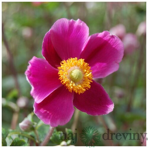 Veternica Spendens, výška 10/15 cm, v črepníku P9 Anemone Hupehensis Jap. ´Splendens