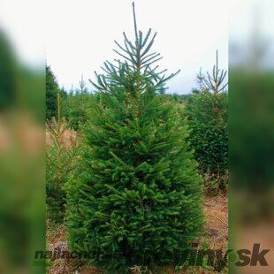 Vianočný smrek 90/110 cm, v črepníku 15l Picea pungens