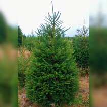 Vianočný smrek 90/110 cm, v črepníku 15l Picea pungens