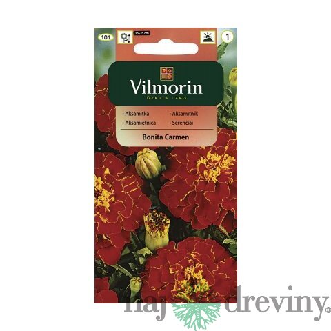 Vilmorin Aksamietnica Bonita Carmen