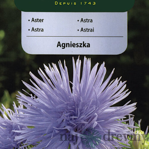 Vilmorin Astrovka čínska semiačka Agnieszka