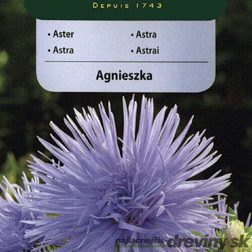Vilmorin Astrovka čínska semiačka Agnieszka