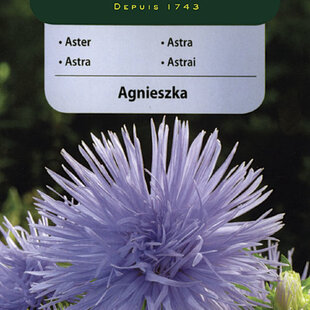 Vilmorin Astrovka čínska semiačka Agnieszka