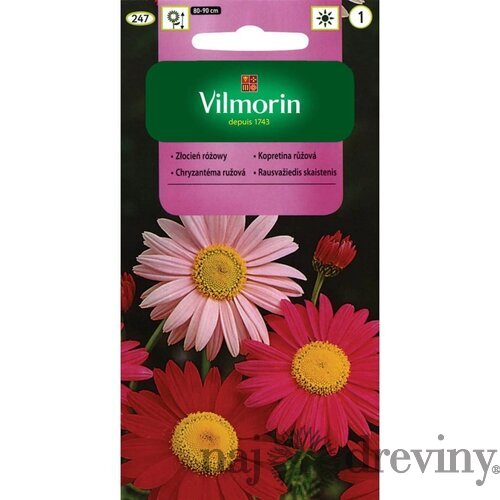 Vilmorin Chryzantéma ružová mix semiačka