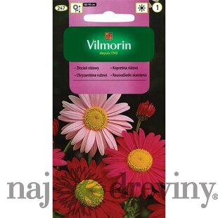 Vilmorin Chryzantéma ružová mix semiačka