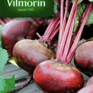 Vilmorin CLASSIC Červená repa d‘ Egypte - skorá 10 g