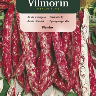 Vilmorin CLASSIC Fazuľa záhradná FLAMBO skorá 30 g