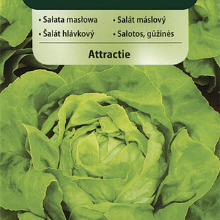 Vilmorin CLASSIC Šalát hlávkový ATTRAKTION 1 g