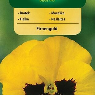 Vilmorin Fialka-sirôtka veľkokvetá švajčiarska semiačka Firnengold