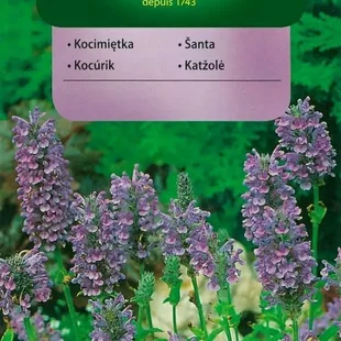 Vilmorin Kocúrnik semiačka